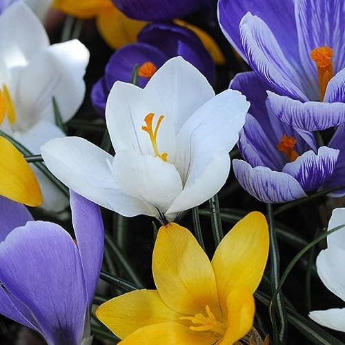 Image of Crocus Value Mix Bulbs Flowering Hardy Corm Garden Plants Suitable for Indoors and Outdoors Easy to Grow Your Own Perfect Spring Display 20x Bulbs by Thompson and Morgan (20)