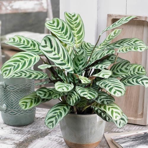 Image of YouGarden Ctenanthe Never Never Houseplant 'Burle-Marxii', Established Indoor Plant in 12cm Pot, for Home and Office, Indoor Plant