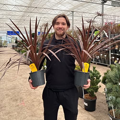 Image of 1 Cordyline Australis | Large Red Cordyline | 70-80cm | Large Plant Just Like Our Photo