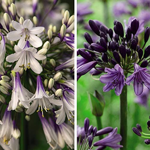Image of Potted Hardy Garden Plant Agapanthus Collection, Summer Flowering, Low Maintenance Perennial Plants, Gardens & Patios, 2 x Agapanthus Duo Plants in 9cm Pots by Thompson & Morgan