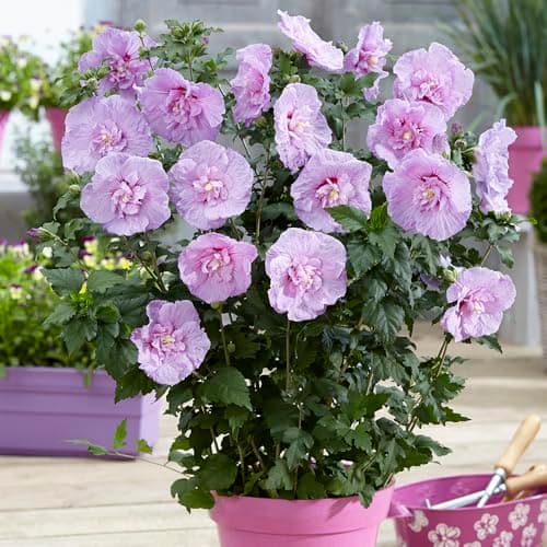 Image of YouGarden Hibiscus 'Chiffon Lavender', Established Plant in a 3L Pot, Ready to Plant