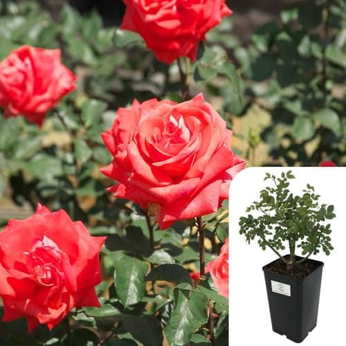 Image of 1 x Rosa ‘Fragrant Cloud’ – 3L Potted Hybrid Tea Rose – Award-Winning Coral Red Blooms – Intensely Fragrant, Repeat Flowering – Ideal for Borders, Pots & Patio Gardens