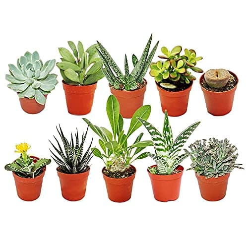 Image of GardenersDream 10x Mixed Succulent Cactus House Plants with Plant Care Guide - Real Air Purifying Indoor Plants for Desks, Shelves, and Windowsills - Great Gift for Plant Lovers (5-15cm incl. Pot)