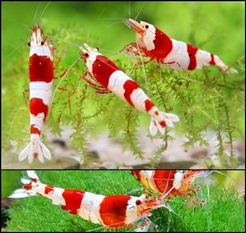 Image of CU AQUATICS Red Bee Crystal Live Shrimp Caridina Algae Eater Tropical Fresh Water Live Cherry Shrimps Fish