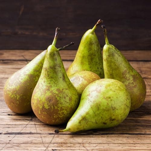 Image of Pear Tree Conference (Pyrus) – Delicious Dessert Pears, Late Season Crop, Self-Fertile, Ideal for Small Gardens – 1x 2 Litre Pot by Thompson and Morgan