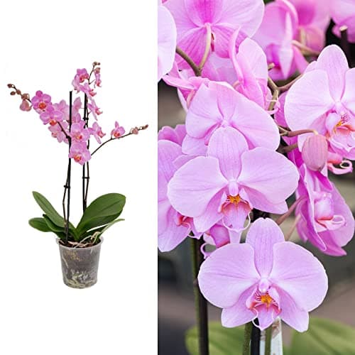 Image of Phalaenopsis Multiflora Orchid (Pink) 2 Stem in 12cm Pot - Indoor Plant - Perfect for The Home or Office (2 Plants)