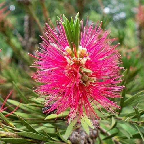 Image of Callistemon viminalis Hot Pink 9cm Potted Plant Bottlebrush Plant
