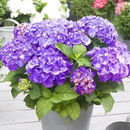 Image of Plant Theory Little Purple Mophead Hydrangea Hydrangea Macrophylla Outdoor Shrub Plant 2L Pot