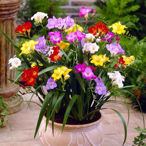 Image of YouGarden - Freesias Corms - 50 Flowering Singles Freesia Ready to Plant Out Garden Ready Summer Blooming