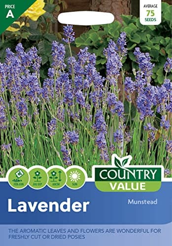 Image of Lavender Seeds Munstead by Country Value Aromatic Flowers & Leaves