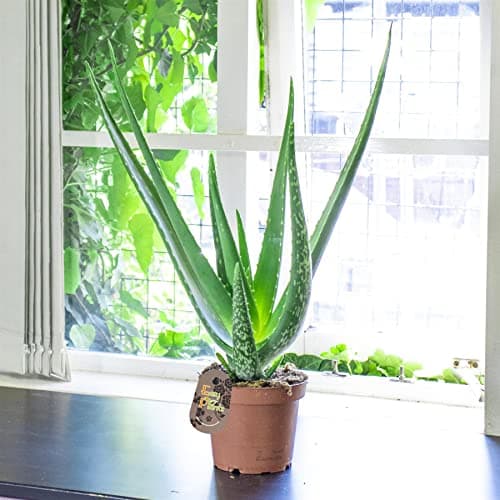 Image of Easy Plants 1 Evergreen nature Aloe Vera in 14cm pot natural medicinal healing indoor garden plant