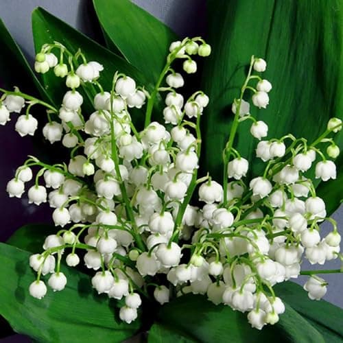 Image of Convallaria Lily of The Valley 10 pips - Ready to Plant Now