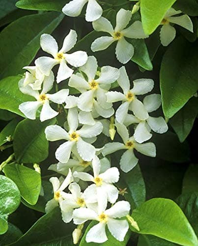 Image of Trachelospermum jasminoides Evergreen Star Jasmine Climbing Plant (3 Litre - 80cm+)