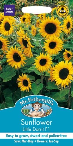 Image of Mr Fothergills - Pictorial Packet - Flower - Sunflower Little Dorrit F1 - 25 Seeds