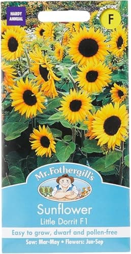 Image of Mr Fothergill's 24272 Flower Seeds, Sunflower Little Dorrit F1, Yellow