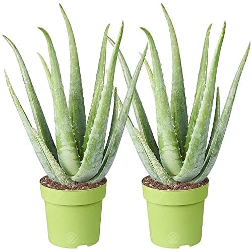 Image of Aloe Vera Plant - 2 plants