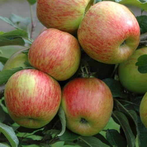 Image of Apple Braeburn Tree in 7.5L Pot