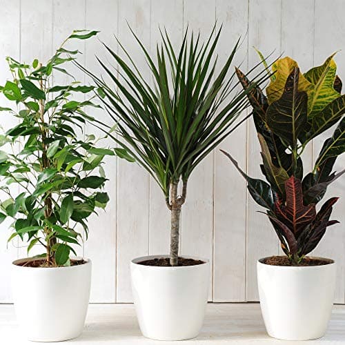 Image of Evergreen Indoor 3 House Plants Collection Clean Air Purifying Scandi Lifestyle Real Plants with Unique Foliage & Eye Catching Designs, Scandi Houseplant Lucky Dip by Thompson and Morgan
