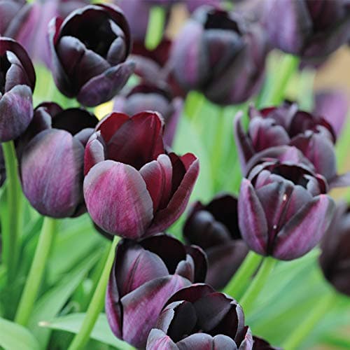 Image of Tulip Queen of The Night Garden Plant Hardy Bulb Flowering Garden Plants Easy to Grow Your Own 8X Bulbs by Thompson and Morgan