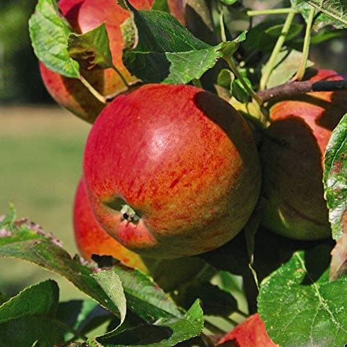 Image of Braeburn Apple Tree, Mini Patio Fruit Tree, Ideal for Small Gardens & Patios, Heavy Cropping Fruit Plants, Low Maintenance, 1 x Malus (Apple) Braeburn Plant in a 5L Pot by Thompson and Morgan