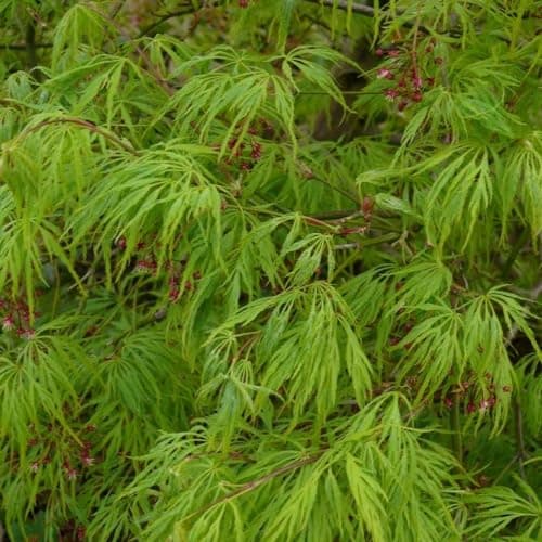 Image of Plant Theory 40cm Grafted Dissectum Cut Leaved Japanese Maple Acer Palmatum Shrub Plant 3L Pot