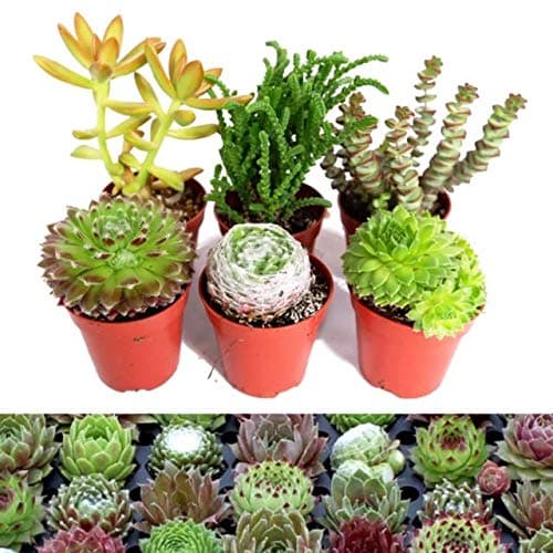 Image of 6 Sempervivum Succulent Mix - 3 Sempervivum - 3 Succulents in 5.5cm Pots - Indoor Succulent Plants