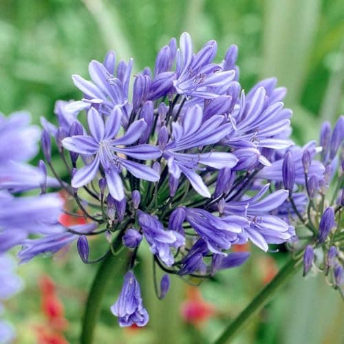 Image of Marshalls Garden Agapanthus Plant 'Blue Storm' 2 Litre Plant