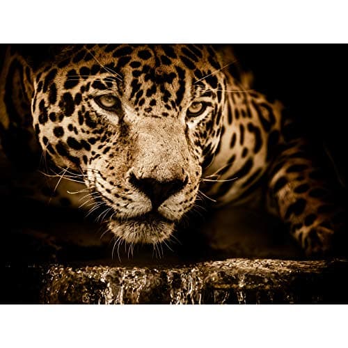 Image of Jaguar Head Big Cat Large Canvas Wall Art Print