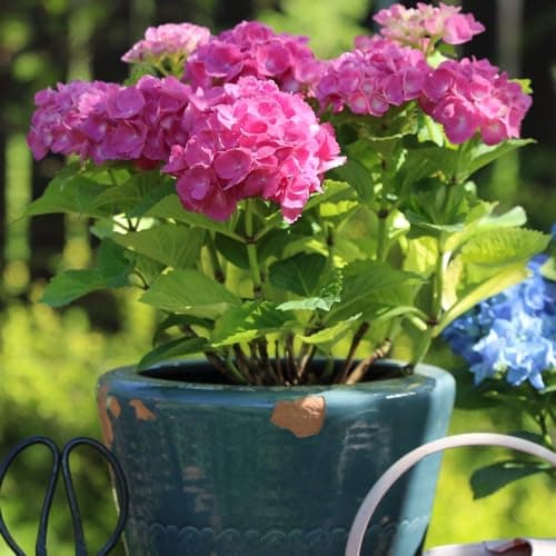 Image of Hydrangea macrophylla ‘Early Pink’ - Hardy Shrub - Large Pink Flowering - Ideal for Borders & Patio Pot Displays - Easy to Grow Your Own - Cottage Garden - 1x 9cm Pot by Thompson and Morgan (1)