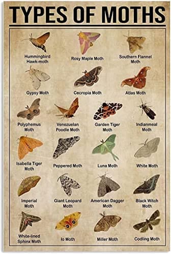 Image of Moths Knowledge Metal Tin Signs Types Of Moths Retro Printing Poster Plaque For School Cafe Zoo Bar Bedroom Bathroom Kitchen Home Art Wall Decoration Metal Tin Sign 8X12 Inch
