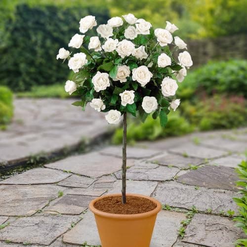 Image of YouGarden Patio Standard White Rose in 4 Litre Pot, Gift Wrapped, Ready to Plant, 40cm Stem