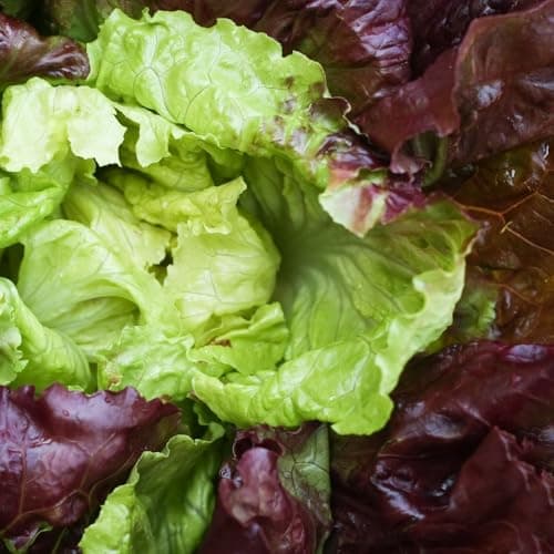 Image of Organic Lettuce ‘Marvel of Four Seasons’ Seeds Continuous Cut and Come Again Leaves Ideal for Salads Sandwiches Containers Easy Grow Home Garden Vegetable 1x Seed Packet by Suttons