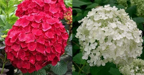 Image of 2 x 3 Litre (19cm Pot) Hydrangea macrophyllla (2 Colours) (Red/White)