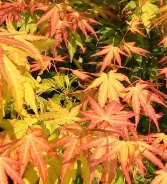 Image of Buckingham Nurseries Acer Palmatum Orange Dream (Japanese Maple Orange Dream) 3L Pot