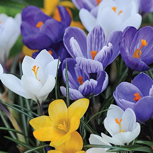 Image of Mixed Crocus Bulbs Spring Flowering Collection Hardy Corms with Multiple Coloured Flowers First Year Flower Guarantee 80 x Crocus T&M Mix by Thompson and Morgan
