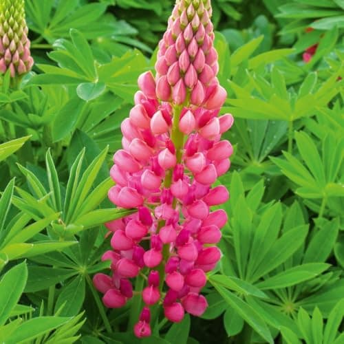 Image of Lupin Gallery Red Dwarf Hardy Perennial Vibrant Cottage Garden Favourite Perfect for Beds Borders or Pots 1x 1 Litre Pot by Thompson and Morgan