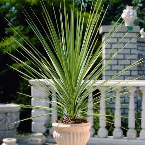 Image of YouGarden Cordyline Australis Green, 17cm Pot, Plant 60-70cm Tall