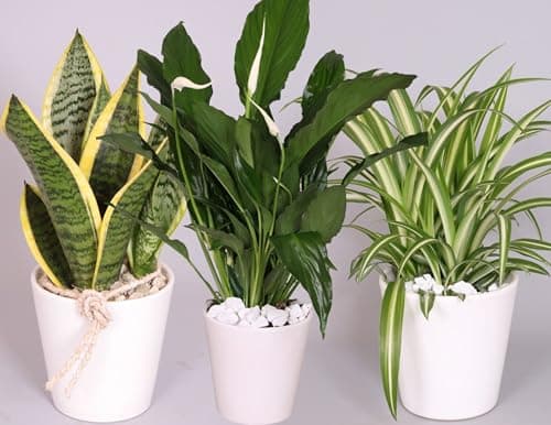 Image of Evergreen Indoor House Plant Collection - 3 x Snake Plant, Peace Lily, Spider Plant in 10-12cm Pots - House Plants in pots - Plants Office or Home Décor - Easy Care Plants Low Maintenance