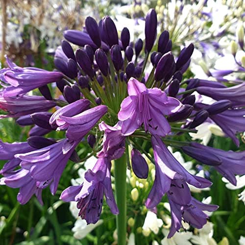 Image of YouGarden - 3 x Agapanthus 'Poppin Purple' in a 9cm Pot, Low Maintenance Agapanthus Plants, Winter Hardy, Hardy Perennial Plants Garden Ready, Summer Outdoor, Garden Ready to Plant