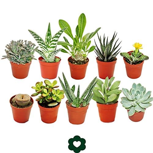 Image of Set of 10 Different Succulent Plants - 5,5cm Pot im Set