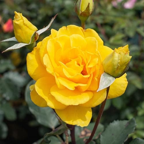 Image of YouGarden Rose 'Golden Perfume', 4 Litre Potted