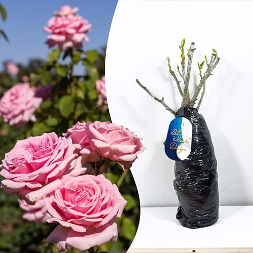 Image of Hardy Bare Root Fragrant Pink Shrub Rose 'Tom' – Vibrant Blooms for Garden Borders, Hedges, Trellises, and Flowering Plants