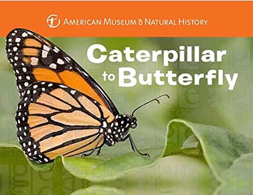 Image of Caterpillar to Butterfly