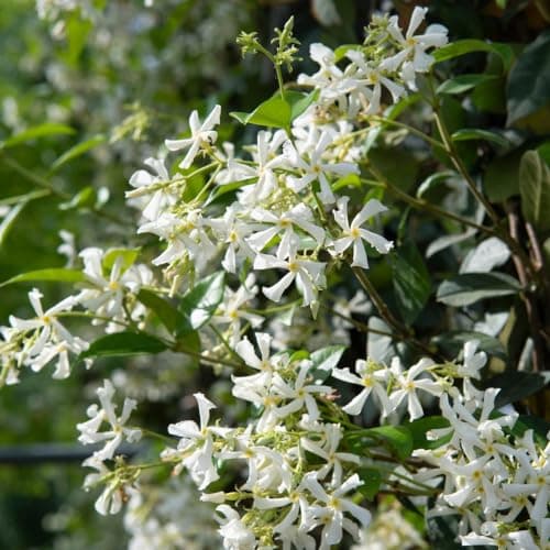 Image of Trachelospermum jasminoides - Star Jasmine Plant, Fragrant Evergreen Climber – 2X 3 Litre Potted Plant by Thompson & Morgan