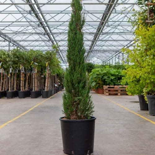 Image of Cupressus sempervirens Pyramidalis Italian Cypress Tree - Tall Columnar Evergreen for Gardens & Entrances - 18 Litre Pot x 1 - Thompson & Morgan