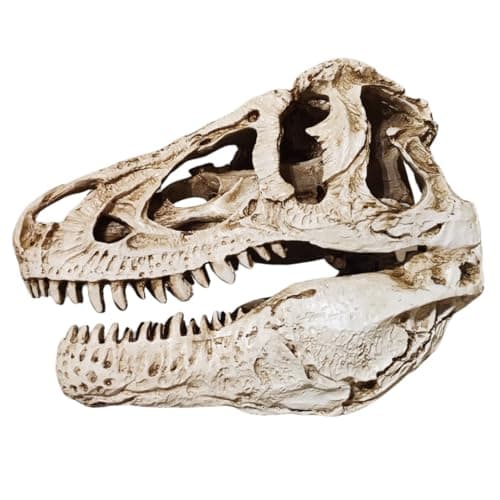 Image of GreatGift - T-Rex Skull in Luxury Gift Set - Replica - Tyrannosaurus Rex - Dinosaur - Fossil - Luxury Decoration - Unique Gift