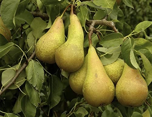 Image of Patio Dwarf Conference Pear Fruit Tree 3-4ft Supplied in a 5 Litre Pot by DirectPlants