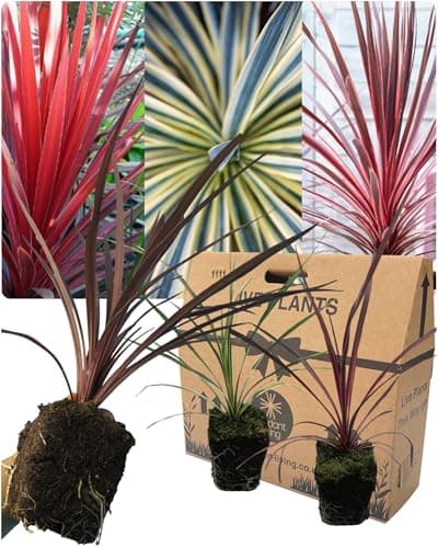 Image of 3 Mixed Live Cordyline Garden Plants - Red Star, Charlie Boy & Torbay Dazzler. Grown in Large 13cm Pots, 30-40cm Tall. Ornamental Hardy Evergreen Garden Ready Outdoor Shrub or Indoor House Plant.