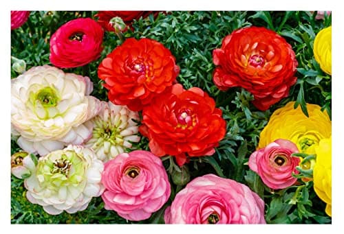 Image of 10 x Ranunculus Mix Summer Flowering Bulbs Persian Buttercup Aviv Colourful Peony Shaped Cut Flower Garden Perennial Corms to Plant Now Size 6/7