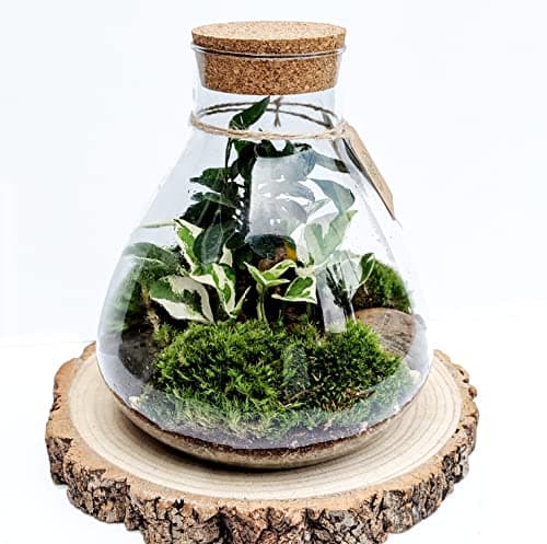 Image of DIY Terrariums Large Conical Terrarium Kit • Closed Cork Top Terrarium • Bonsai and Moss Terrarium